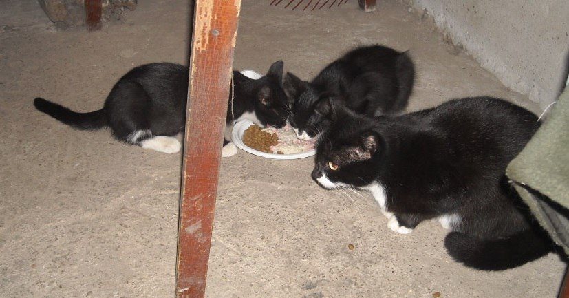 Soja_Katzen/Musja 003.jpg